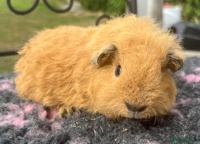 Guinea Pig rodents - Advert 8