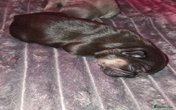 French Bulldog dogs for sale: 5 beautiful male french bulldog puppies  - Image 17