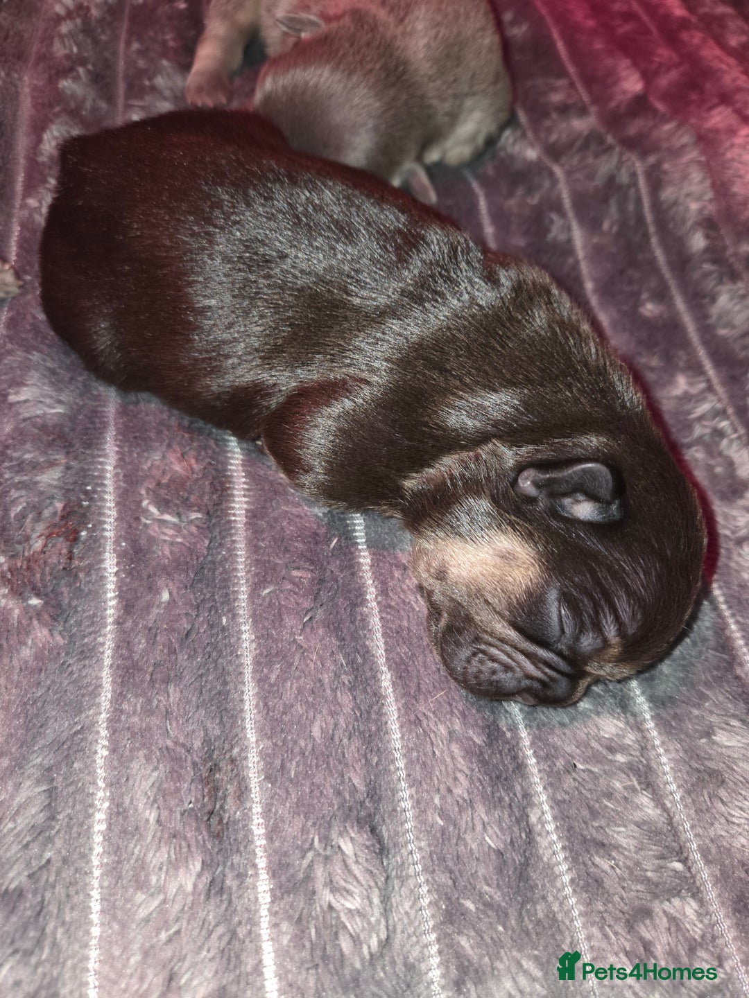 French Bulldog dogs for sale: 5 beautiful male french bulldog puppies  - Image 17