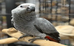 Parrots birds for sale: Gorgeous hand reared African Grey Baby  - Image 3
