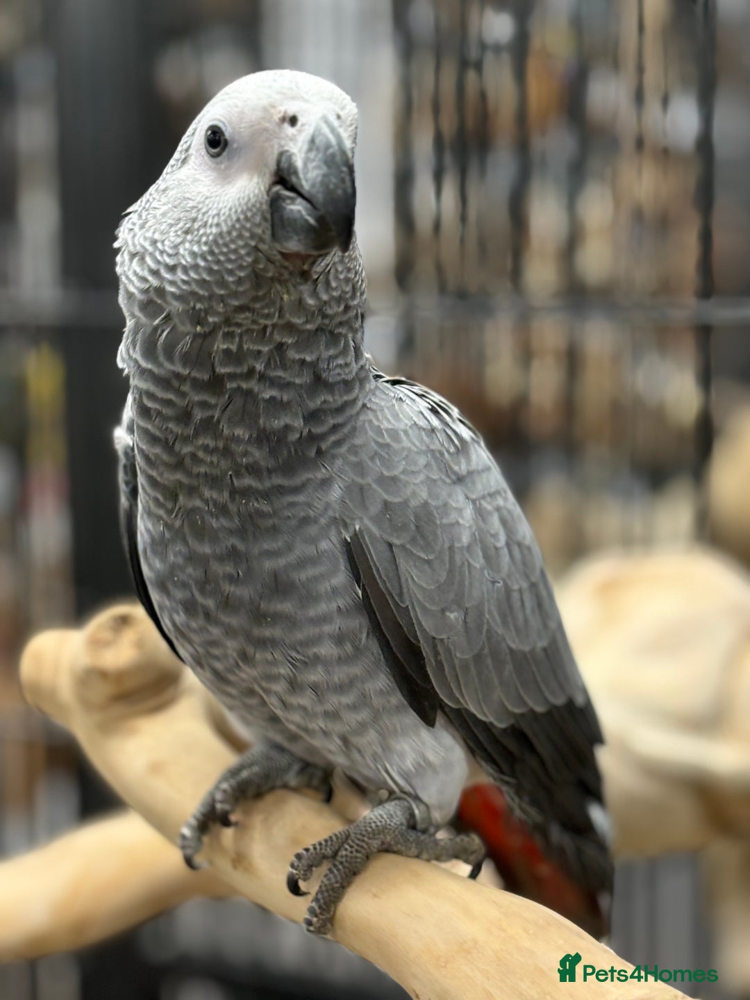 Parrots birds for sale: Gorgeous hand reared African Grey Baby  - Image 3