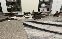 British Longhair cats for sale: 6 beautiful lovable friendly kittens - Image 18