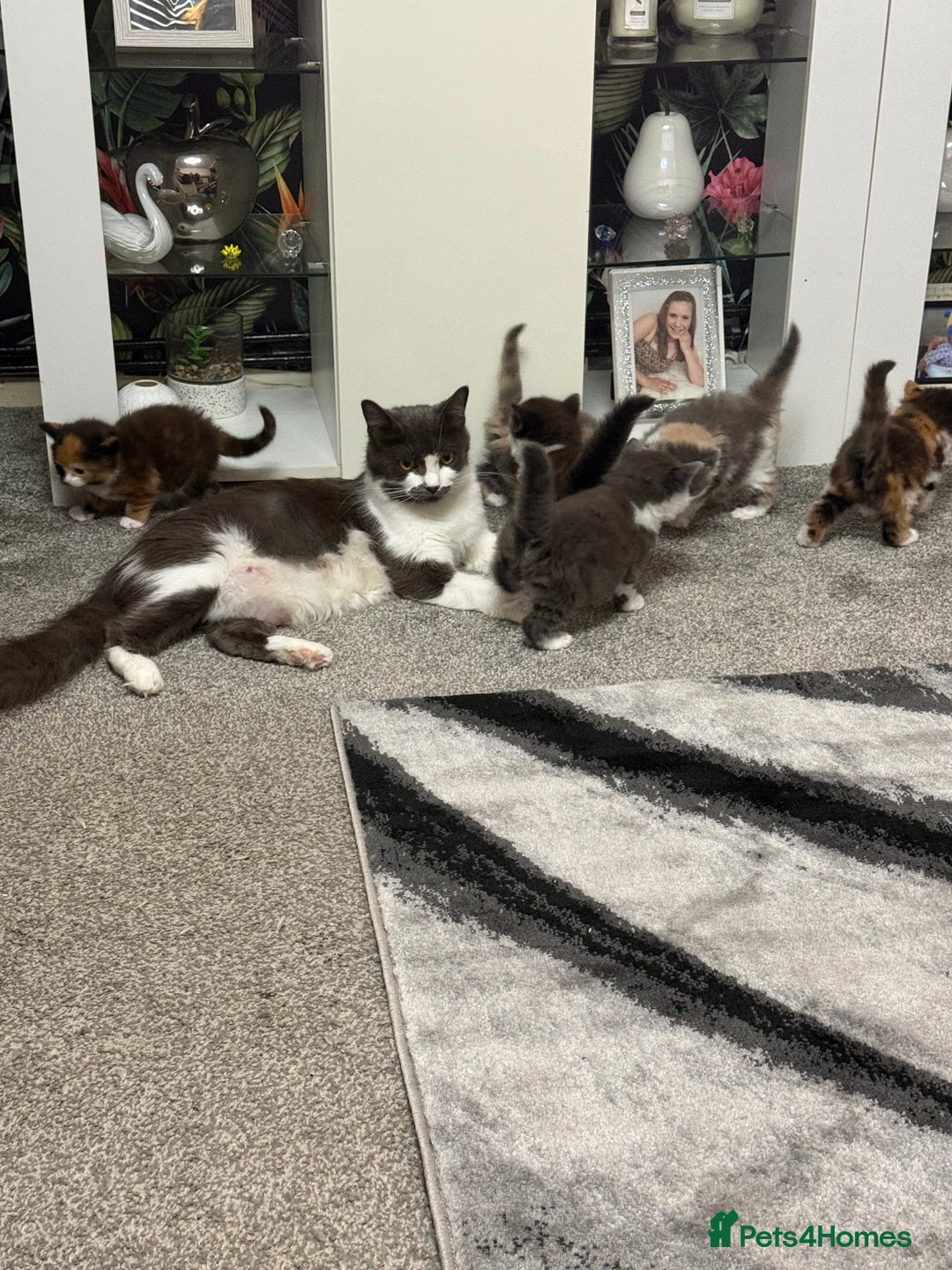 British Longhair cats for sale: 6 beautiful lovable friendly kittens - Image 18