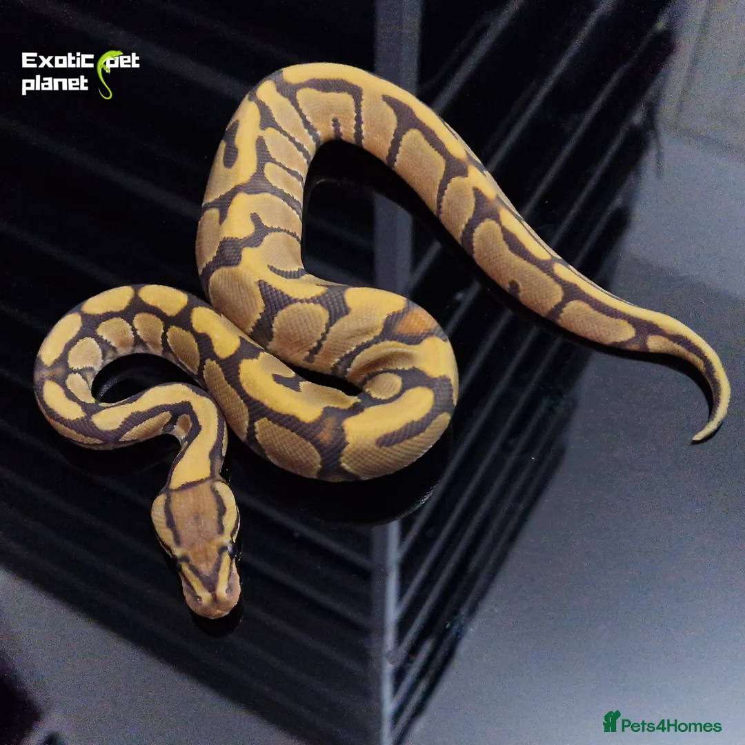 Python Snake reptiles for sale: Various Royal Pythons from £30 in Tadcaster - Advert 2