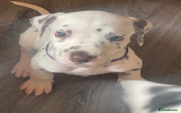 Dalmatian dogs for sale: Dalmatian puppies  - Image 22