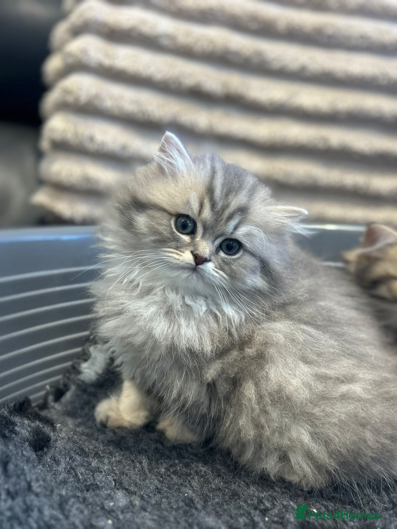 British Longhair cats GCCF Registered British Longhaired Kittens  - Advert 1