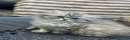 British Longhair cats for sale: GCCF Registered British Longhaired Kittens  - Advert 1