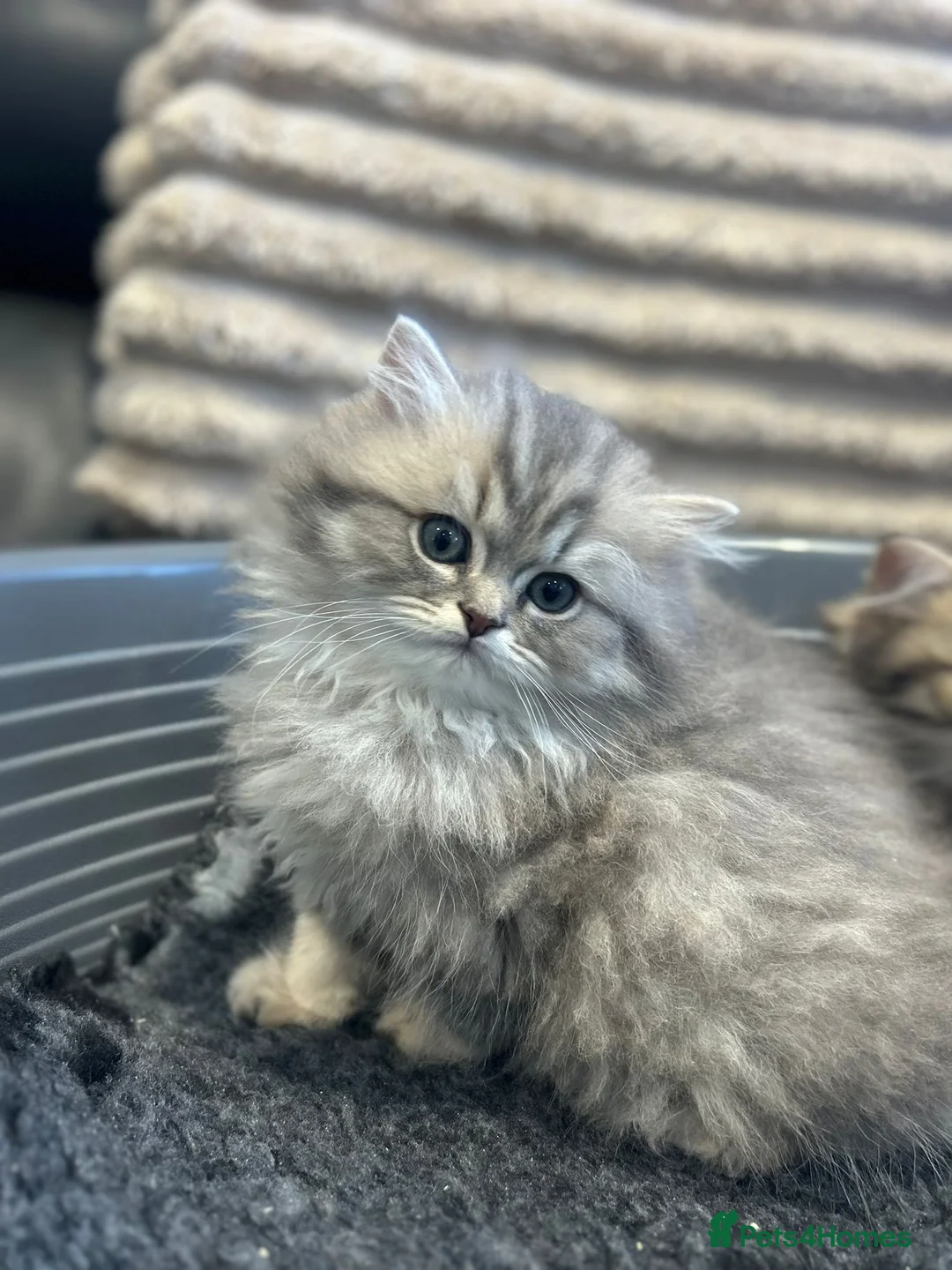 British Longhair cats for sale: GCCF Registered British Longhaired Kittens  - Advert 1