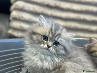 British Longhair cats for sale: GCCF Registered British Longhaired Kittens - Advert 4