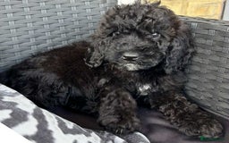 Cockapoo dogs for sale: Cockapoo - Image 1