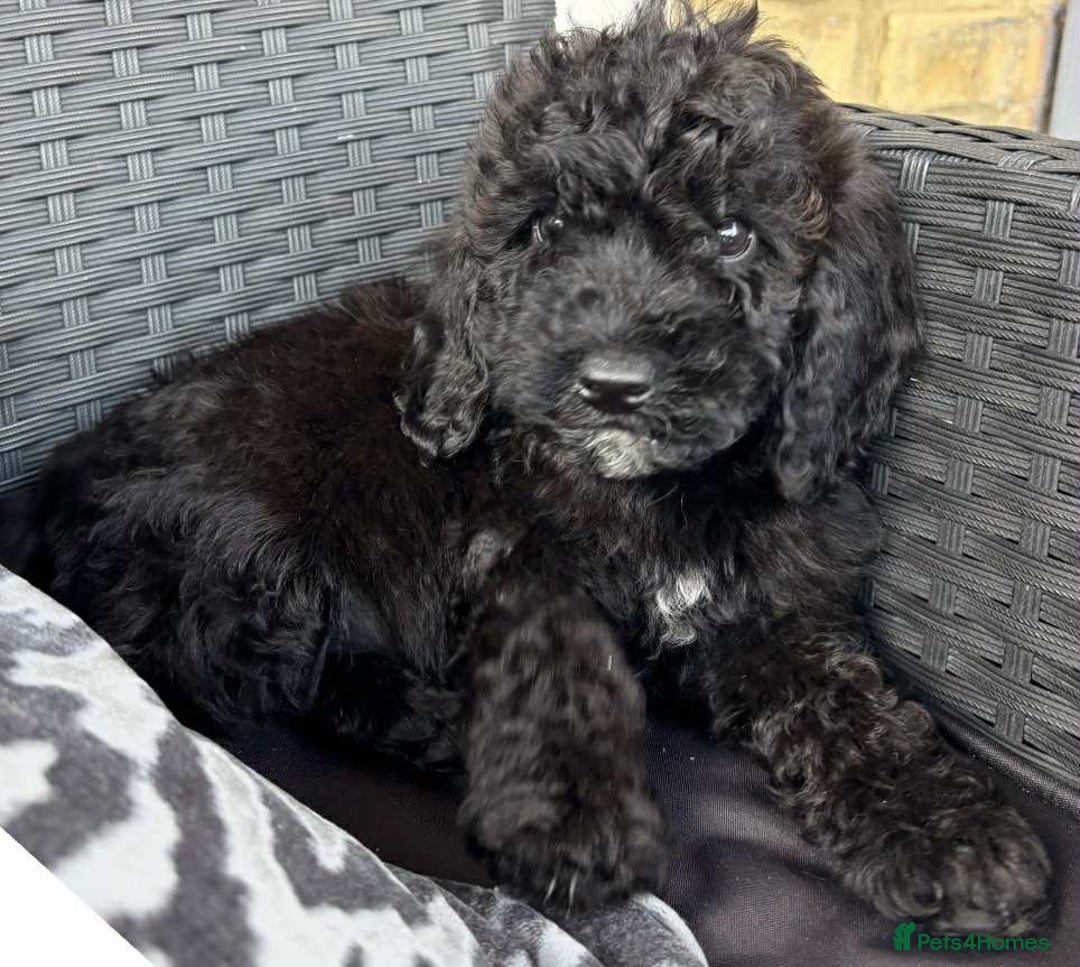 Cockapoo dogs for sale: Cockapoo - Image 1