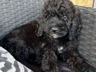 Cockapoo dogs - Advert 7