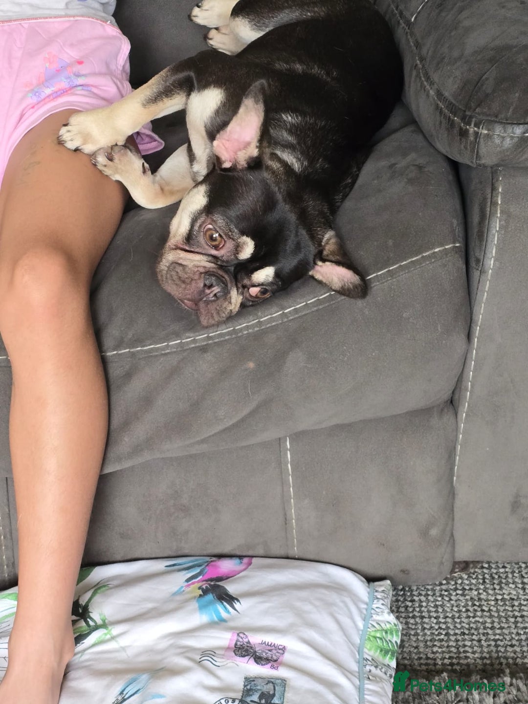 French Bulldog dogs for sale: Female French null dog - Image 4