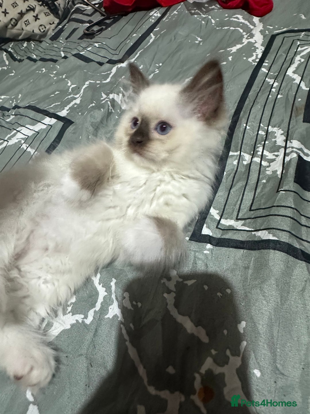 Ragdoll cats for sale: 1 beautiful blue eyed fluffy ragdoll left  - Image 14