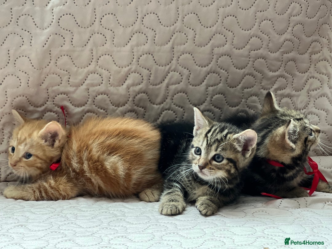 Domestic Shorthair cats for sale: Adorable Kittens Looking for a Loving Home 🐾 - Image 8
