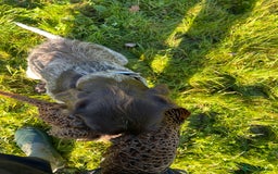 German Wirehaired Pointer dogs for sale: German wired haired stunning pointer pups  in Preston - Image 20
