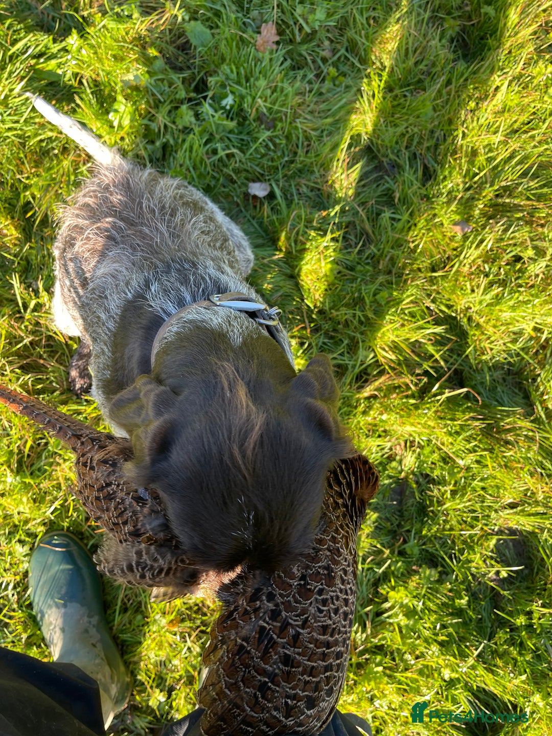 German Wirehaired Pointer dogs for sale: German wired haired stunning pointer pups  in Preston - Image 20