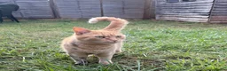 Domestic Shorthair cats for sale: Female Ginger Tabby Looking for Forever Home in Kidlington - Advert 3