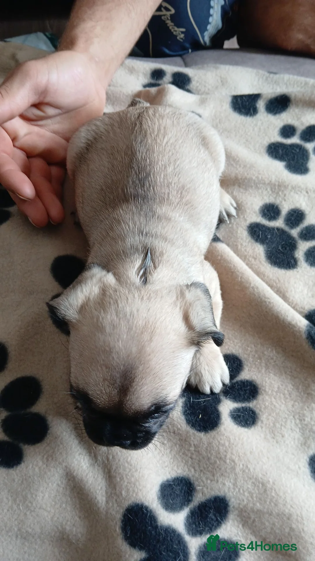 French Bulldog dogs for sale: French bulldog puppies  - Advert 24