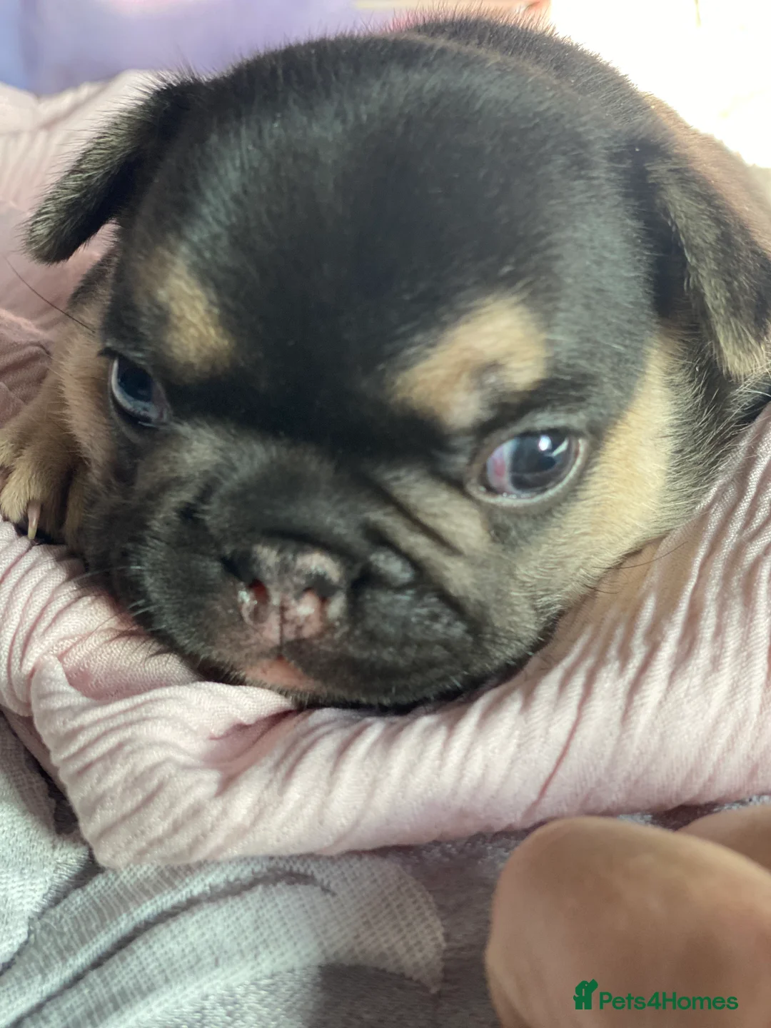 French Bulldog dogs for sale: Gorgeous French bulldog puppies 1 m & 1 f - Advert 8