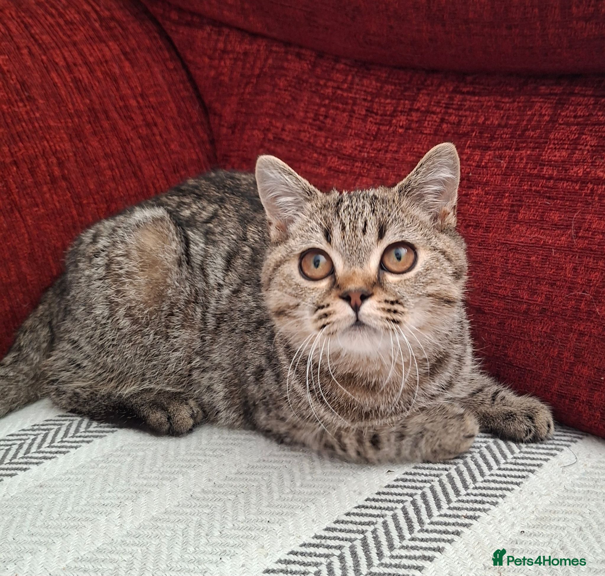 British Shorthair cats   Last  boys Ready to leave🐱 - Advert 21
