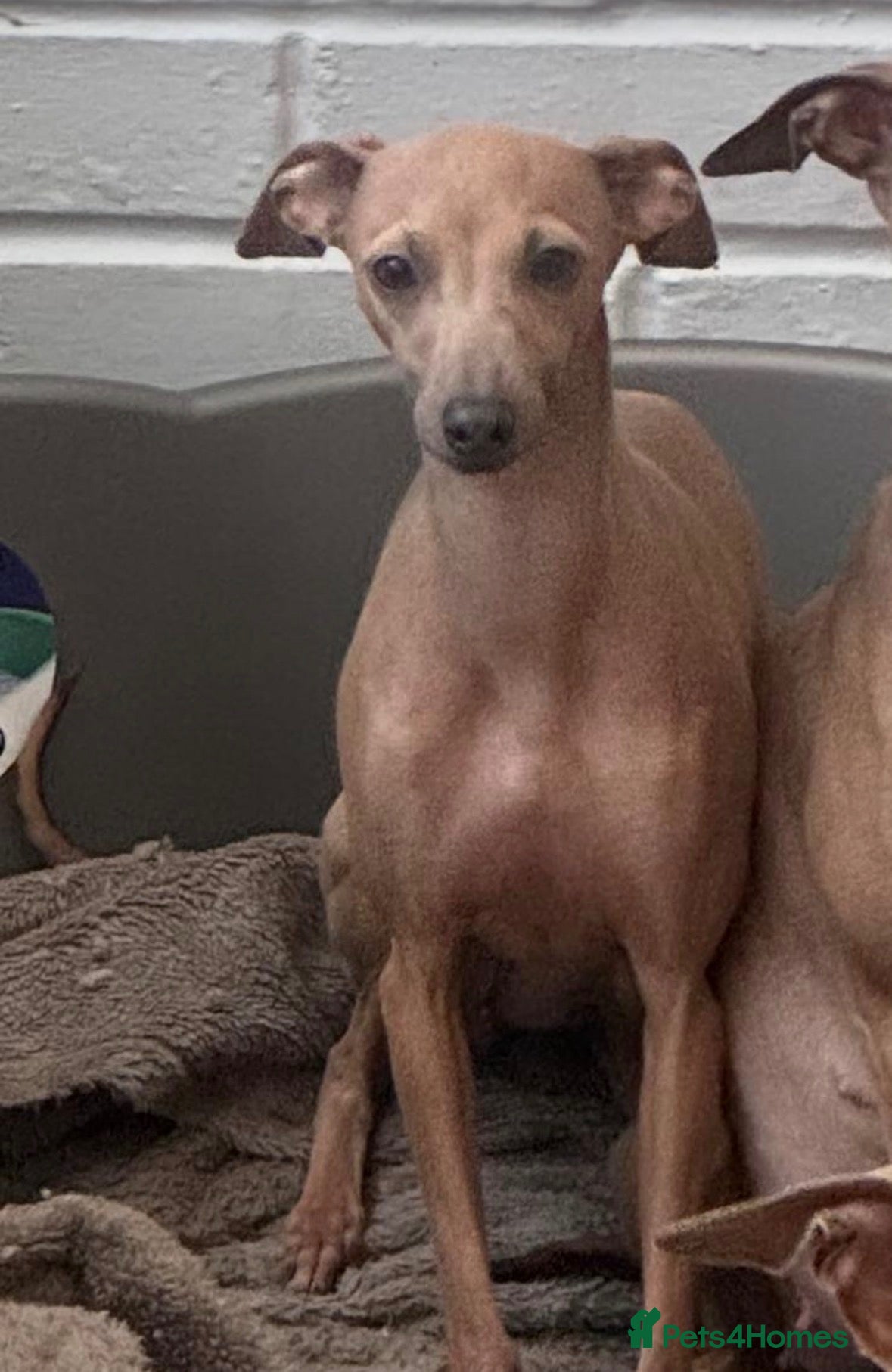 Italian Greyhound dogs Italian greyhound  - Advert 1