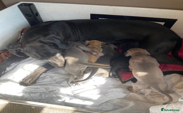 Great Dane dogs - Advert 16