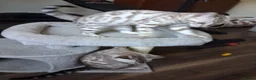 Bengal cats for sale: Stunning snow/silver Bengal kittens - Advert 2