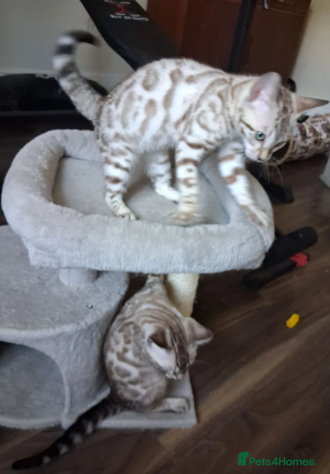 Bengal cats for sale: Stunning snow/silver Bengal kittens - Advert 2