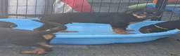 Mixed Breed dogs for sale: German Shepherd Cross Puppies  - Advert 12