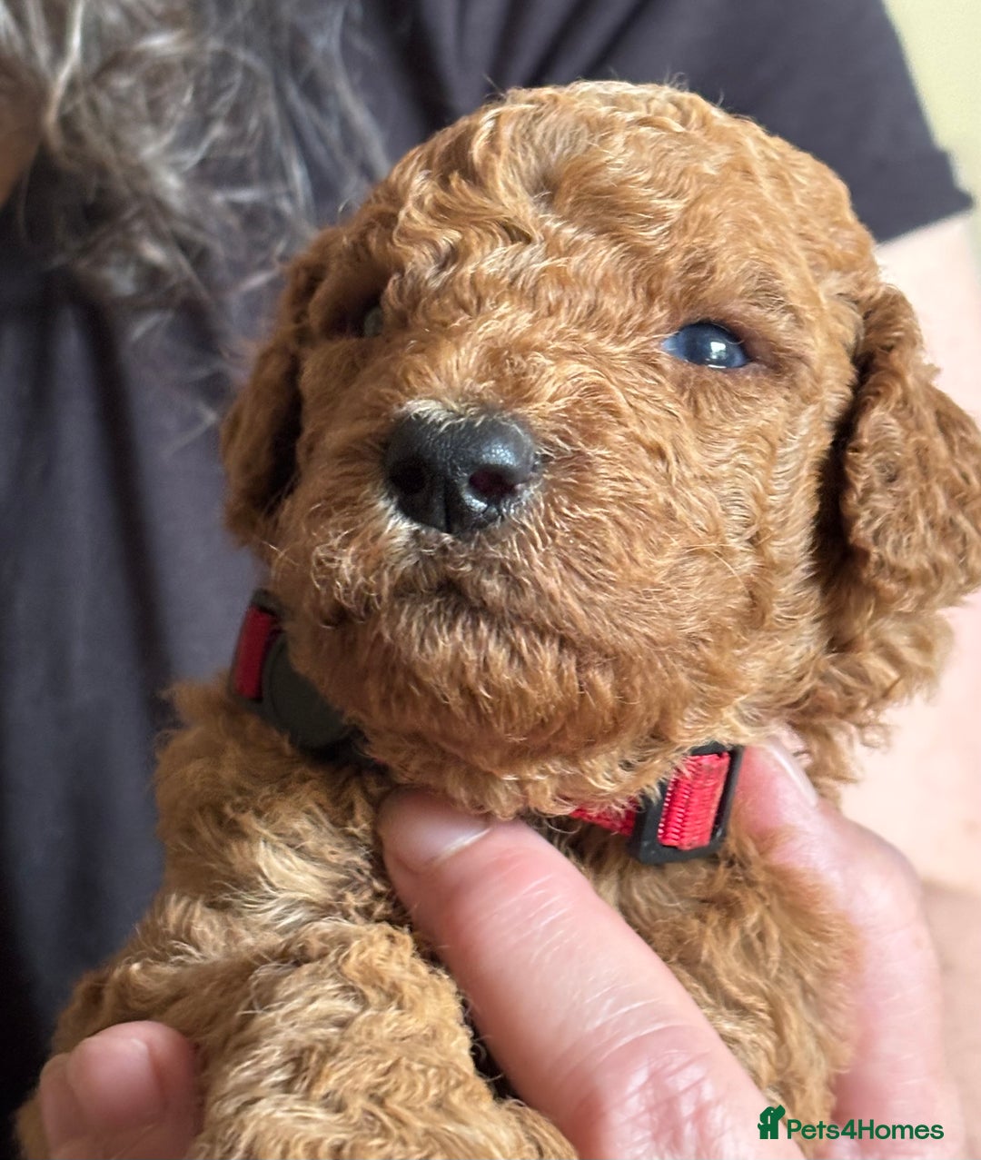 Poodle dogs for sale: Standard Poodle Red  IKC Champion lines - Image 7