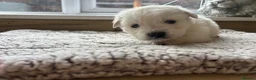 Golden Retriever dogs for sale: Our beautiful golden retriever pups - Advert 17