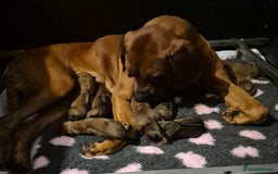 Rhodesian Ridgeback dogs for sale: Rhodesian Ridgeback Puppies - Image 1
