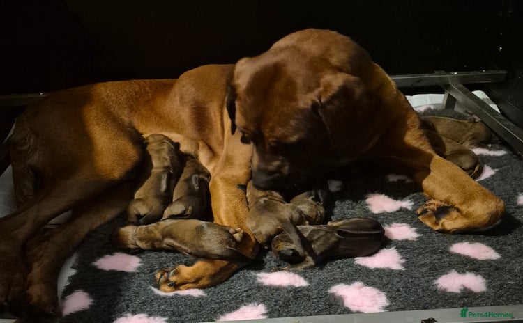 Rhodesian Ridgeback dogs - Advert 1