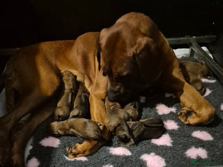 Rhodesian Ridgeback dogs - Advert 4