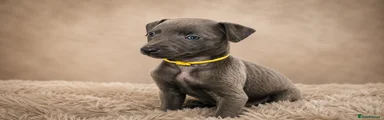 Pup 6 Yellow collar