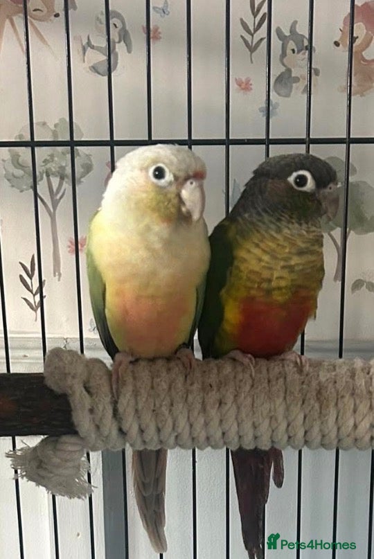 Conures birds Proven breeding pair conures - Advert 4