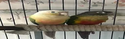 Conures birds for sale: Proven breeding pair conures - Advert 1