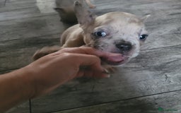 French Bulldog dogs for sale: Frenchy  - Image 16