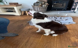 Border Collie dogs for sale: Border collie chocolate & white bitch 6 months old - Advert 11