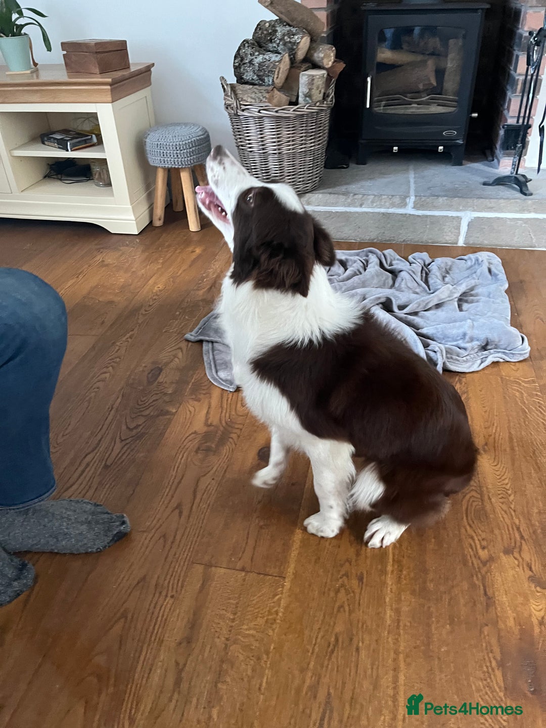 Border Collie dogs for sale: Border collie chocolate & white bitch 6 months old - Advert 11