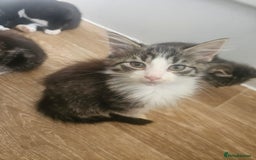 Mixed Breed cats for sale: Kittens For Sale - Image 2