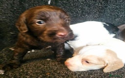 Cockapoo dogs for sale: Cockerpoo puppies F1  - Image 19