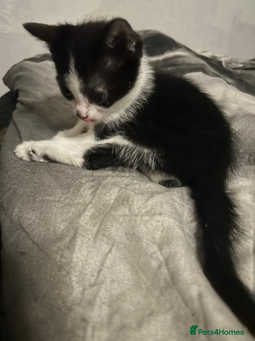 Mixed Breed cats for sale: Kittens are ready now  - Advert 16