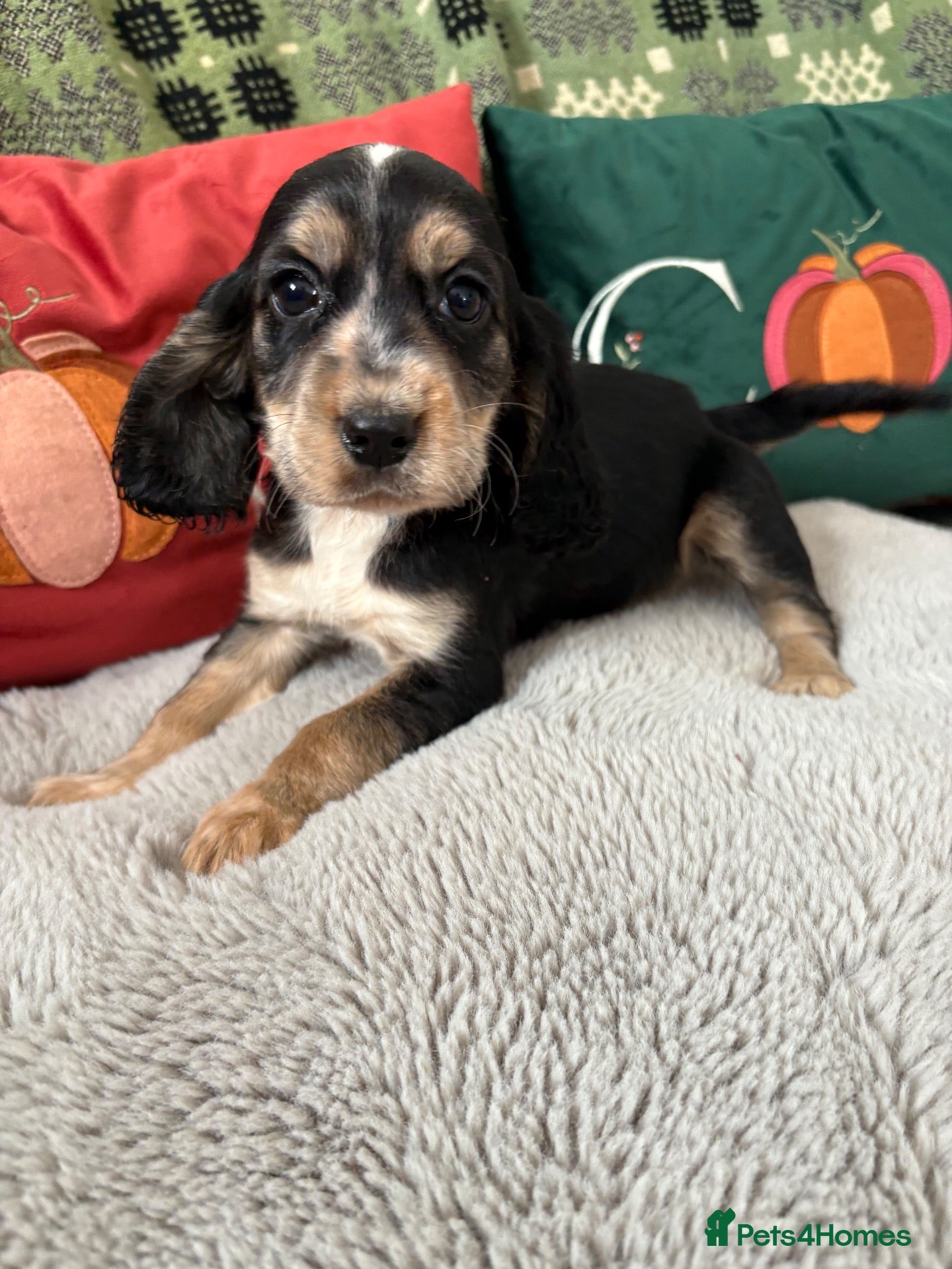 Cockapoo dogs Cockapoo ready to leave - Advert 1