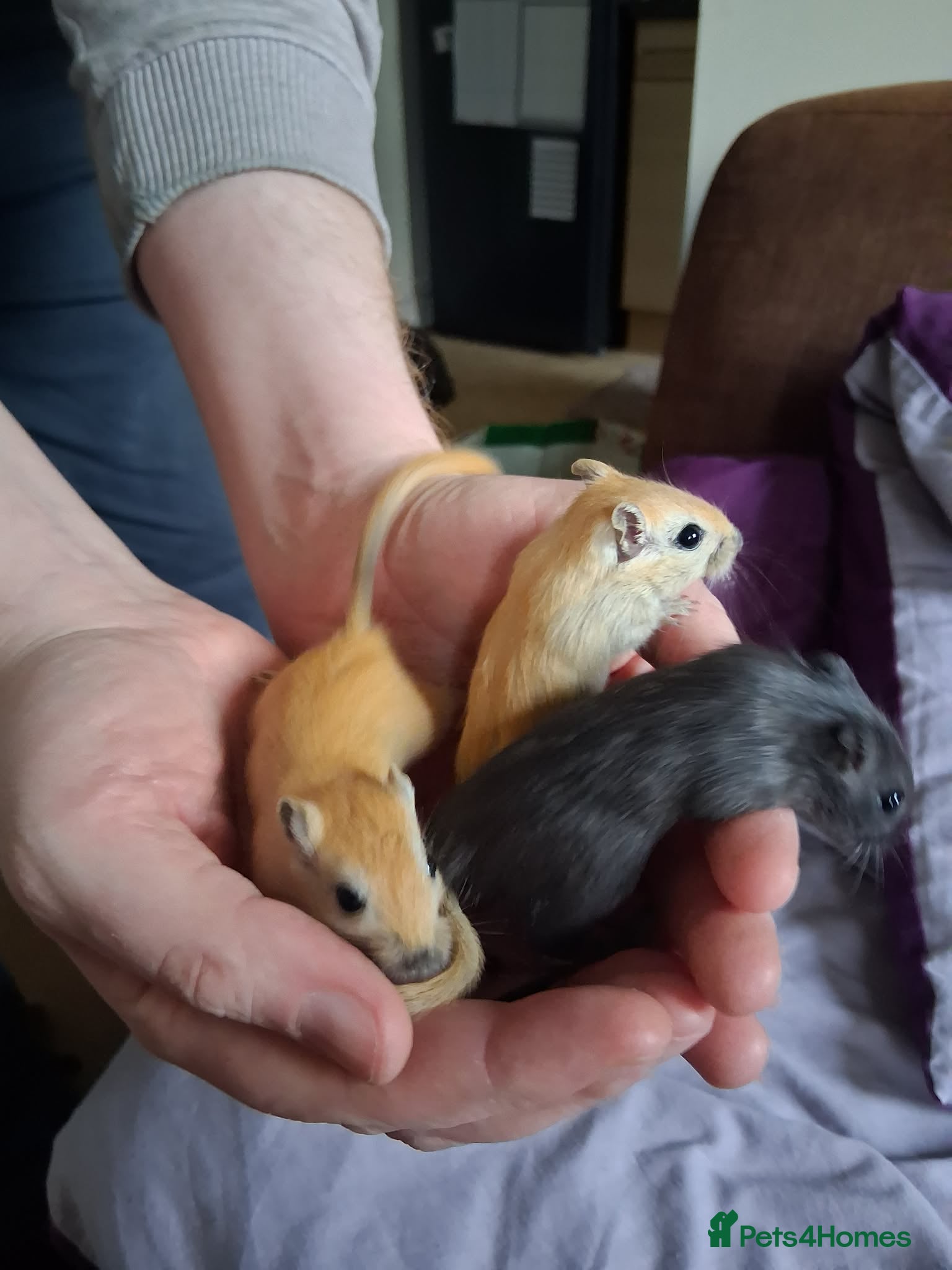 Gerbil rodents 4 gerbils - Advert 10