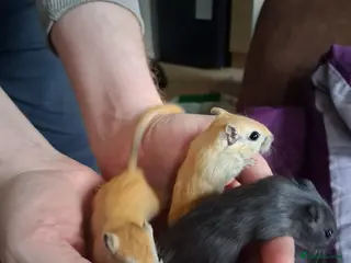 Gerbil rodents 4 gerbils - Advert 10