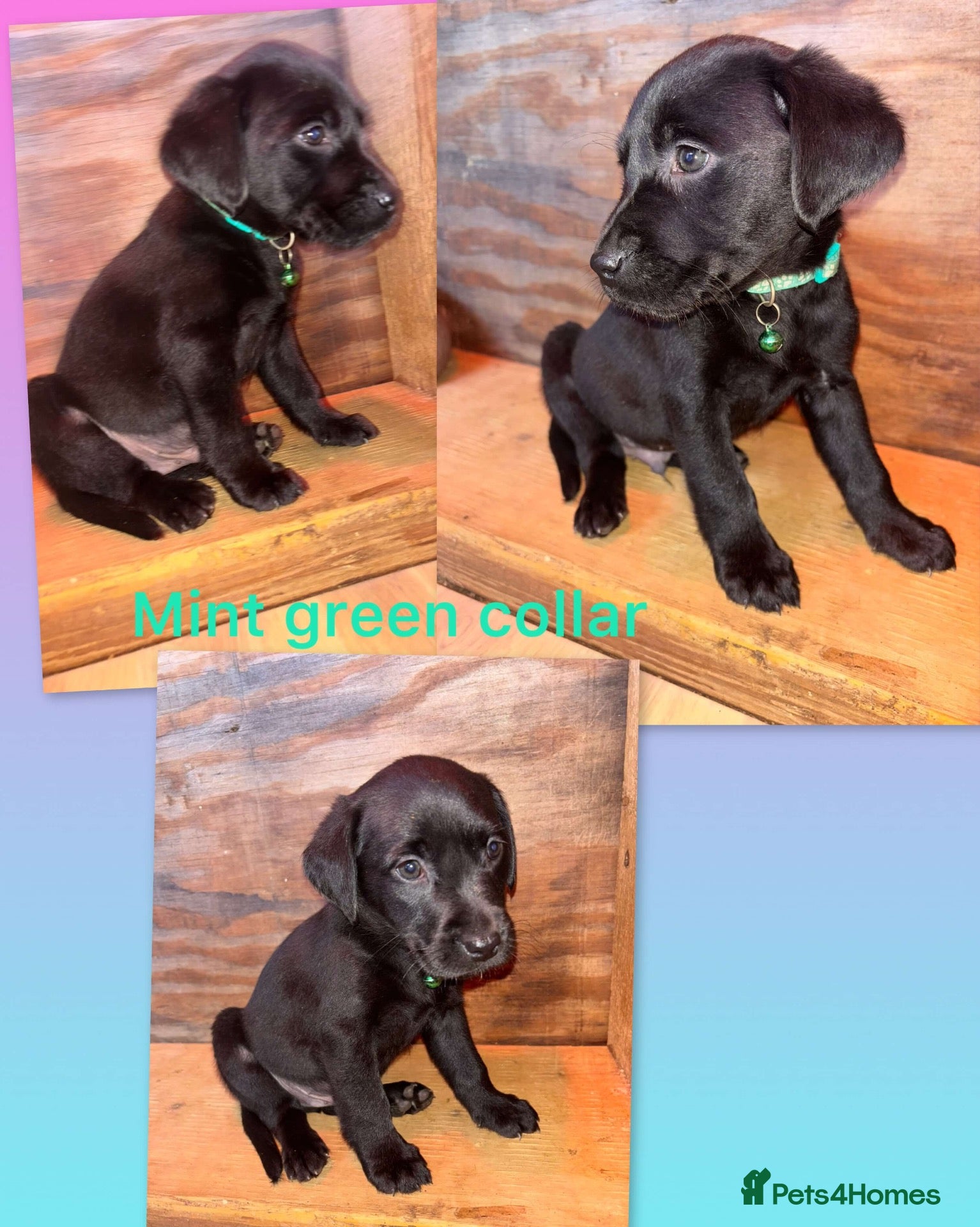 Labrador Retriever dogs for sale: ⭐️KC Registered Labrador Retrievers⭐️ - Advert 1