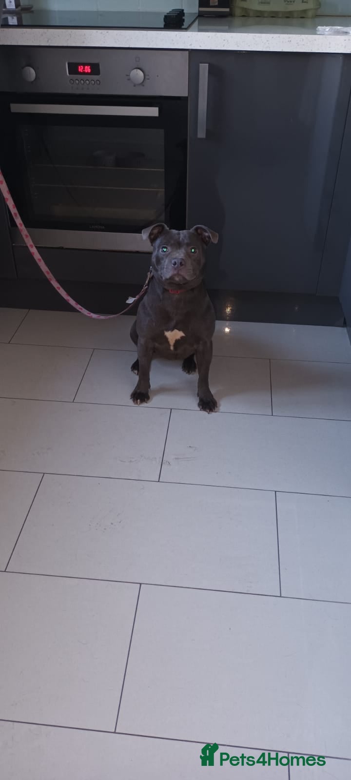 Staffordshire Bull Terrier dogs 1 Female left !Top Quality Champion Blue Staffys - Advert 19