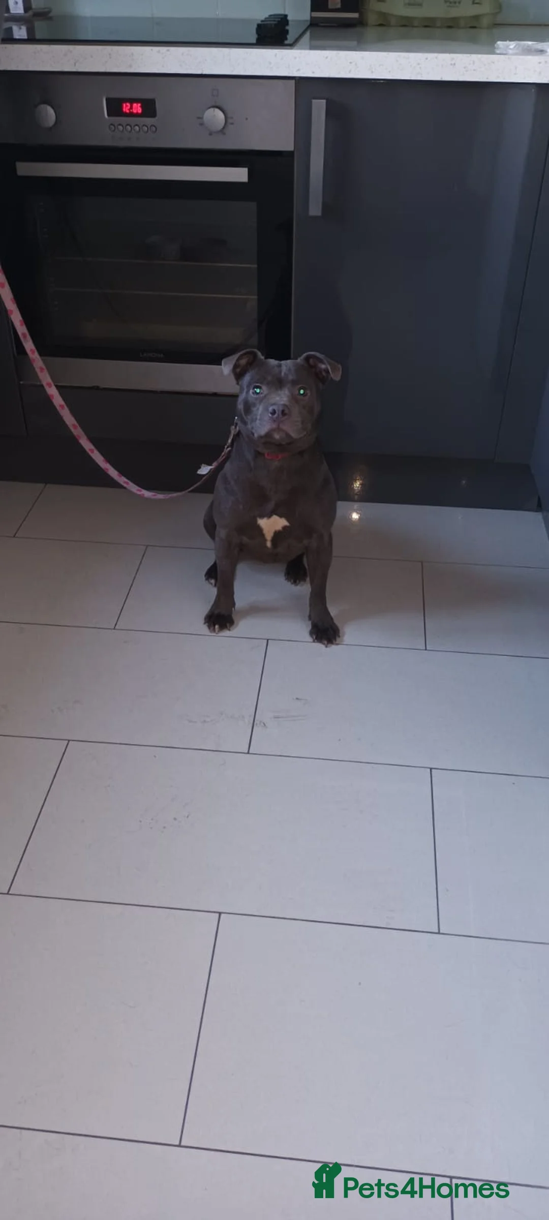 Staffordshire Bull Terrier dogs for sale: Top Quality Champion Blue Staffys - Advert 2